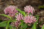 Swamp milkweed